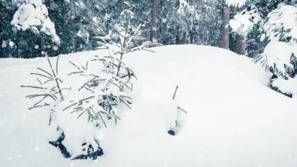 Όμορφο χνουδωτό χιόνι στα κλαδιά των δέντρων. Το χιόνι πέφτει όμορφα από τα κλαδιά του έλατου. Χειμερινό παραμύθι, δέντρα σε αιχμαλωσία χιονιού. Χιονίζει βίντεο χειμώνα — Αρχείο Βίντεο