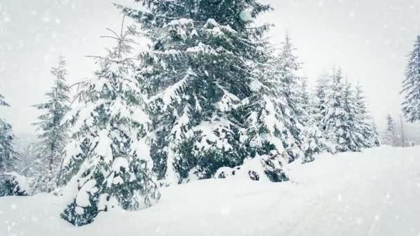 Gyönyörű bolyhos hó a faágakon. A hó gyönyörűen hullik a lucfenyő ágairól. Téli tündérmese, hófogságban lévő fák. Havazás téli felvételek videó — Stock videók