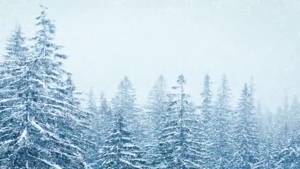 Schöner flauschiger Schnee auf Ästen. Schön fällt Schnee von den Fichtenzweigen. Wintermärchen, Bäume in Schnee-Gefangenschaft. Schneefall im Winter -Video