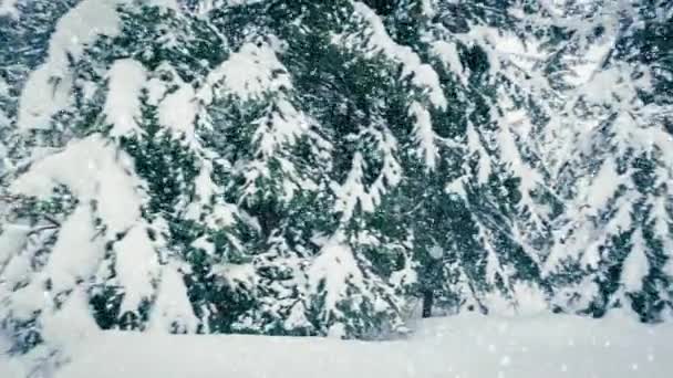 Hermosa nieve esponjosa en las ramas de los árboles. Nieve cae maravillosamente de las ramas de abeto. Cuento de hadas de invierno, árboles en cautiverio de nieve. Vídeo de imágenes de invierno nevando — Vídeos de Stock