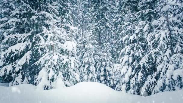 树枝上美丽的绒毛雪。雪从云杉树枝上美丽地落下.冬天的童话，雪地里的树。滑行的冬季录像 — 图库视频影像