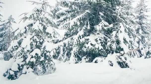 Piękny puszysty śnieg na gałęziach drzew. Śnieg pięknie pada z gałęzi świerku. Zimowa bajka, drzewa w niewoli śniegu. Snowing zimowy materiał wideo — Wideo stockowe