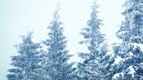 A neve cai no inverno na floresta, suave manhã de Natal nevado com neve caindo. Paisagem de inverno. Neve árvores cobertas — Vídeo de Stock