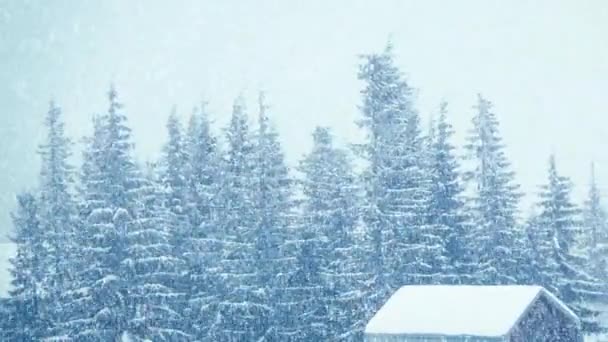 Sníh v zimě v lese, měkké zasněžené vánoční ráno s padajícím sněhem. Zimní krajina. Zasněžené stromy — Stock video