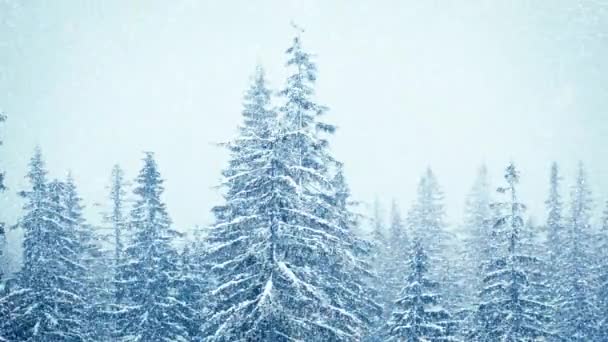 Nieve en invierno en el bosque, suave mañana de Navidad nevada con nieve que cae. Paisaje invernal. Árboles cubiertos de nieve — Vídeo de stock