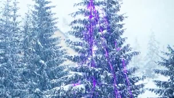 A neve cai no inverno na floresta, suave manhã de Natal nevado com neve caindo. Paisagem de inverno. Neve árvores cobertas — Vídeo de Stock
