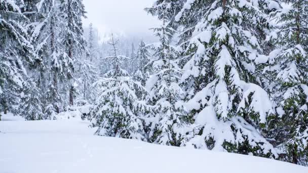 树枝上美丽的绒毛雪。雪从云杉树枝上美丽地落下.冬天的童话，雪地里的树。滑行的冬季录像 — 图库视频影像