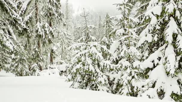 Hermosa nieve esponjosa en las ramas de los árboles. Nieve cae maravillosamente de las ramas de abeto. Cuento de hadas de invierno, árboles en cautiverio de nieve. Vídeo de imágenes de invierno nevando — Vídeos de Stock