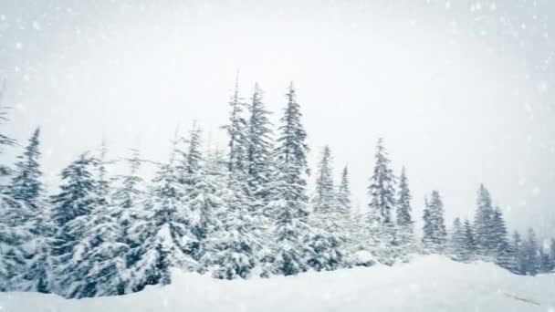 木の枝に美しいふわふわの雪。スプルースの枝から雪が美しく落ちる。冬のおとぎ話、雪に閉じ込められた木。雪の冬の映像 — ストック動画