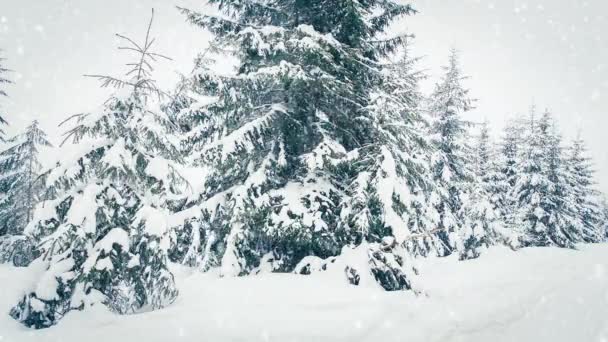 树枝上美丽的绒毛雪。雪从云杉树枝上美丽地落下.冬天的童话，雪地里的树。滑行的冬季录像 — 图库视频影像