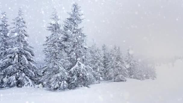 나무 가지에는 솜털로 덮인 아름다운 눈이 내리고. 가문비나무 가지에서 눈 이 아름답게 떨어진다. 겨울 동화, 눈에 갇힌 나무들. 눈내리는 겨울 영상 — 비디오