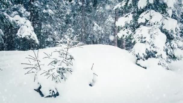 Mooie pluizige sneeuw op boomtakken. Sneeuw valt prachtig van de sparren takken. Winter sprookje, bomen in de sneeuw gevangenschap. Sneeuwen winter beelden video — Stockvideo