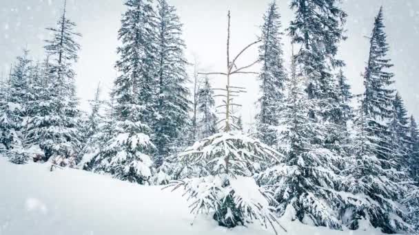 Krásný nadýchaný sníh na větvích stromů. Ze smrkových větví krásně padá sníh. Zimní pohádka, stromy ve sněžném zajetí. Sníh zimní video — Stock video