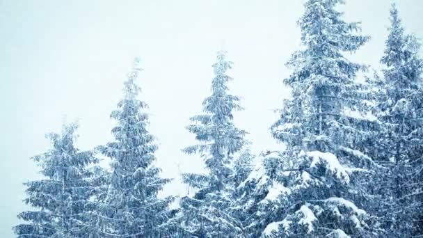 Nieve en invierno en el bosque, suave mañana de Navidad nevada con nieve que cae. Paisaje invernal. Árboles cubiertos de nieve — Vídeos de Stock