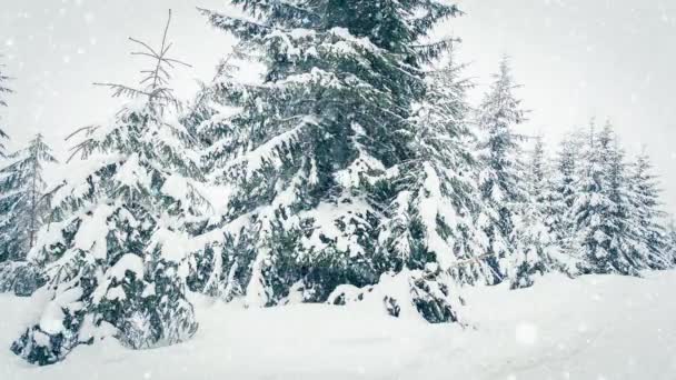 Piękny puszysty śnieg na gałęziach drzew. Śnieg pięknie pada z gałęzi świerku. Zimowa bajka, drzewa w niewoli śniegu. Snowing zimowy materiał wideo — Wideo stockowe