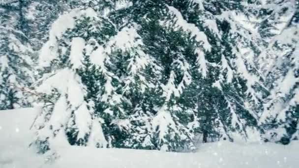 Hermosa nieve esponjosa en las ramas de los árboles. Nieve cae maravillosamente de las ramas de abeto. Cuento de hadas de invierno, árboles en cautiverio de nieve. Vídeo de imágenes de invierno nevando — Vídeos de Stock