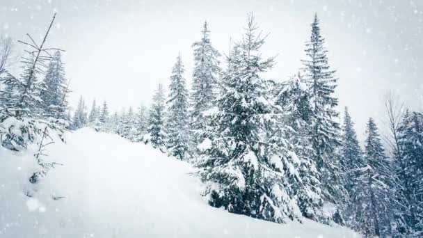 Bela neve fofa em galhos de árvore. A neve cai lindamente dos ramos de abeto. Conto de fadas de inverno, árvores em cativeiro de neve. Inverno nevando imagens de vídeo — Vídeo de Stock