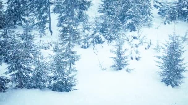 Bela neve fofa em galhos de árvore. A neve cai lindamente dos ramos de abeto. Conto de fadas de inverno, árvores em cativeiro de neve. Inverno nevando imagens de vídeo — Vídeo de Stock