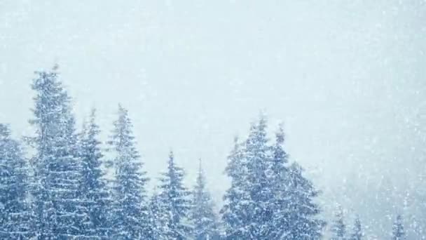 Chute de neige en hiver dans la forêt, matin de Noël enneigé doux avec chute de neige. Paysage hivernal. Arbres couverts de neige — Video