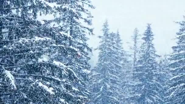 Снегопад зимой в лесу, мягкое снежное рождественское утро с падающим снегом. Зимний пейзаж. Заснеженные деревья — стоковое видео