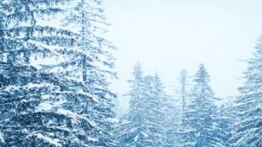 Kışın ormanda kar yağışı, kar yağarken yumuşak karlı bir Noel sabahı. Kış manzarası. Karla kaplı ağaçlar