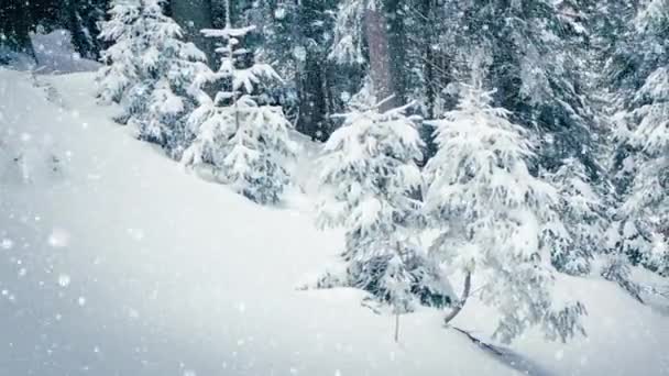 Bela neve fofa em galhos de árvore. A neve cai lindamente dos ramos de abeto. Conto de fadas de inverno, árvores em cativeiro de neve. Inverno nevando imagens de vídeo — Vídeo de Stock