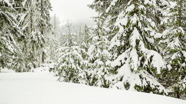 Vacker fluffig snö på trädgrenar. Snö faller vackert från grangrenarna. Vintersaga, träd i snöfångenskap. Snövit vintervideo — Stockvideo