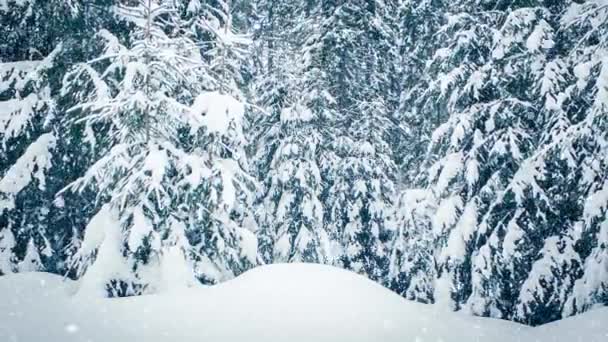 Krásný nadýchaný sníh na větvích stromů. Ze smrkových větví krásně padá sníh. Zimní pohádka, stromy ve sněžném zajetí. Sníh zimní video — Stock video