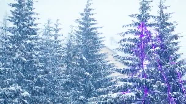 Sneeuw in de winter in het bos, zachte besneeuwde kerstochtend met vallende sneeuw. Winterlandschap. Met sneeuw bedekte bomen — Stockvideo
