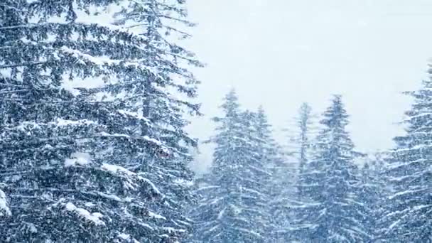 Nieve en invierno en el bosque, suave mañana de Navidad nevada con nieve que cae. Paisaje invernal. Árboles cubiertos de nieve — Vídeo de stock