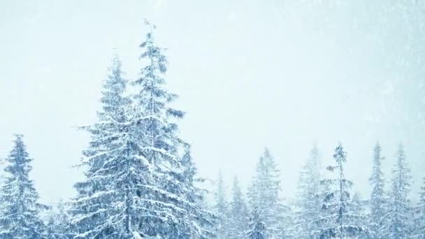 Nieve en invierno en el bosque, suave mañana de Navidad nevada con nieve que cae. Paisaje invernal. Árboles cubiertos de nieve — Vídeo de stock
