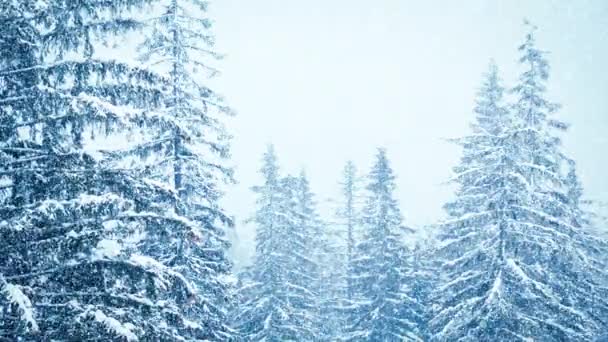 Hermosa nieve esponjosa en las ramas de los árboles. Nieve cae maravillosamente de las ramas de abeto. Cuento de hadas de invierno, árboles en cautiverio de nieve. Vídeo de imágenes de invierno nevando — Vídeos de Stock