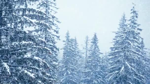 Śnieg w zimie w lesie, miękki śnieżny świąteczny poranek z opadającym śniegiem. Zimowy krajobraz. Drzewa pokryte śniegiem — Wideo stockowe