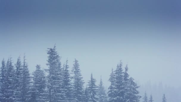 Belle neige moelleuse sur les branches des arbres. La neige tombe magnifiquement des branches d'épinette. Conte de fées d'hiver, arbres en captivité de neige. Vidéo de neige d'hiver — Video