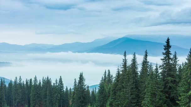 Fehér felhők lassan mozognak az őszi hegyi erdőben a dombon esőben. Nyugtató kilátás örökzöld fenyőerdőre a hegyekben a ködben. Színes, gyönyörű, titokzatos táj. 4k. — Stock videók