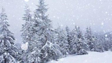 Ağaç dallarında güzel pofuduk kar. Ladin dallarından kar çok güzel yağıyor. Kış masalı, kar altındaki ağaçlar. Kar yağışı görüntüsü