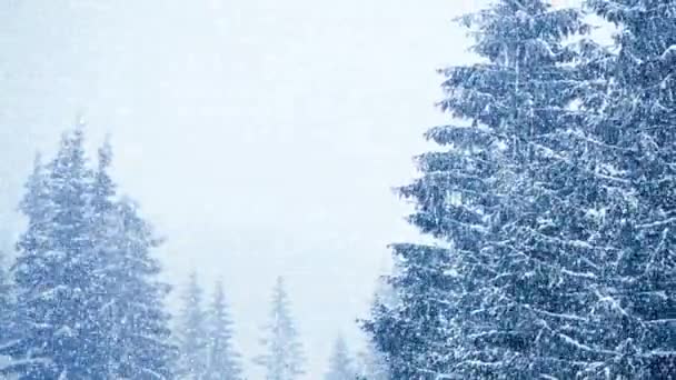 Nieve en invierno en el bosque, suave mañana de Navidad nevada con nieve que cae. Paisaje invernal. Árboles cubiertos de nieve — Vídeos de Stock