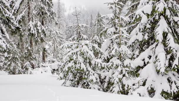 Bella neve soffice sui rami degli alberi. La neve cade splendidamente dai rami di abete rosso. Fiaba invernale, alberi in cattività di neve. Snowing video riprese invernali — Video Stock