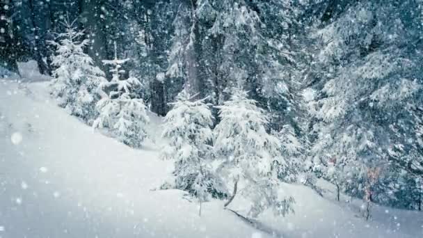 Прекрасний пухнастий сніг на гілках дерев. Сніг красиво падає з ялинових гілок. Зимова казка, дерева в неволі. Снігові зимові кадри відео — стокове відео
