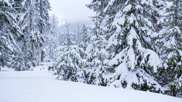 Schöner flauschiger Schnee auf Ästen. Schön fällt Schnee von den Fichtenzweigen. Wintermärchen, Bäume in Schnee-Gefangenschaft. Schneefall im Winter -Video — Stockvideo