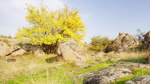El árbol está vestido con un traje de otoño. Aktovsiy cañón, Ucrania. Árboles otoñales y grandes rocas de piedra alrededor. Vídeo en vivo — Vídeos de Stock