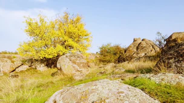 The tree is dressed up in an autumn outfit. Aktovsiy canyon, Ukraine. Autumn trees and large stone boulders around. Live video — Stock Video
