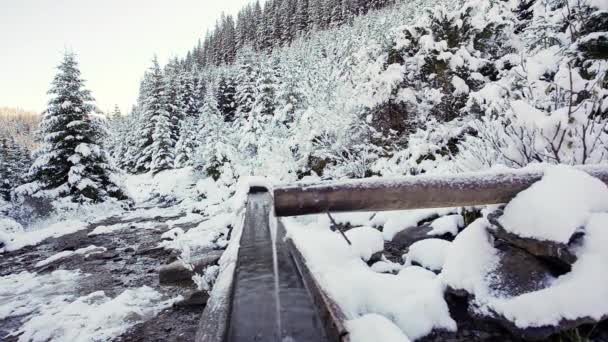 Water flowing from the source made from wood in mountainous forest in Carpathian mountains, Ukraine. — Stock Video