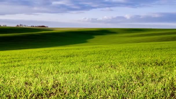 Natural wheat field, camera movement to the side. Close-up on Green sprout stalks. Fresh young wheat field in the light sun — Stock Video