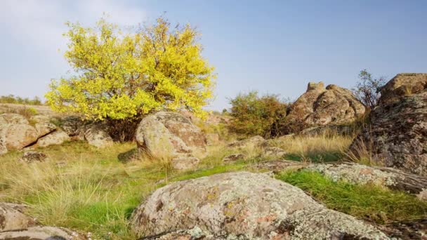 Дерево одягнене в осінній одяг. Каньйон Актовський, Україна. Осінні дерева і великі кам'яні валуни навколо. Живе відео — стокове відео