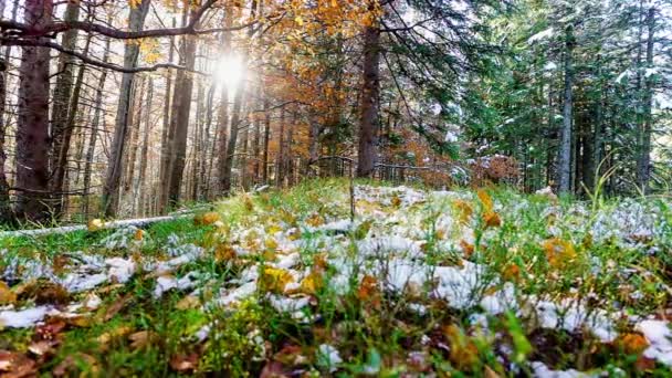 Beautiful dry grass covered with snow in the hoarfrost fluttering in a light breeze against a blue sky with sun. — Stock Video