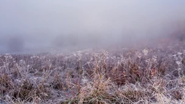 Veld in de mist. Bevroren gras op het veld op de koude winterochtend. Gras bedekt met witte vorst. Begin van de winter. IJzige zonnige ochtend. IJs op de weide. IJskristal op een weide — Stockvideo