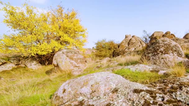 Дерево одягнене в осінній одяг. Каньйон Актовський, Україна. Осінні дерева і великі кам'яні валуни навколо. Живе відео — стокове відео