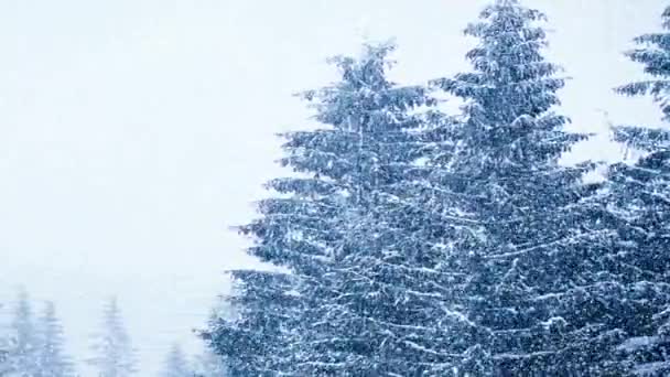 Snowfall in winter in the forest, soft snowy christmas morning with falling snow. Winter landscape. Snow covered trees — Stock Video