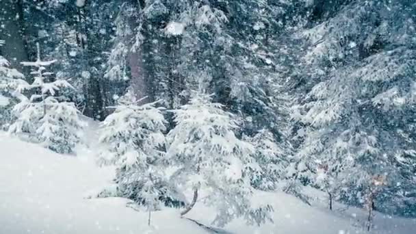 Bella neve soffice sui rami degli alberi. La neve cade splendidamente dai rami di abete rosso. Fiaba invernale, alberi in cattività di neve. Snowing video riprese invernali — Video Stock